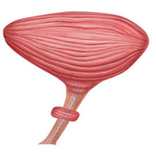 fig1