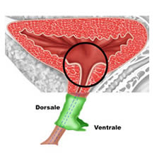 fig5