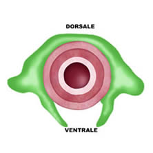 fig6